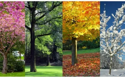 Late Summer: Harmonizing Stomach and Spleen